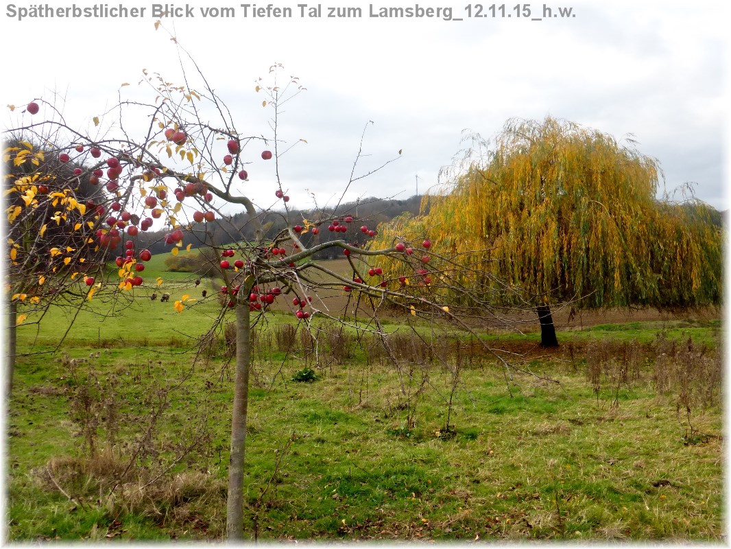 Web P1150842 Tiefes Tal im Herbst 12.11.15